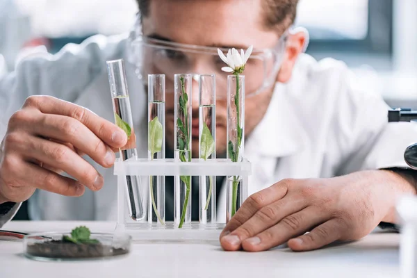 Selective focus of biochemist in goggles looking a test tubes with green plants near microscope — Stock Photo