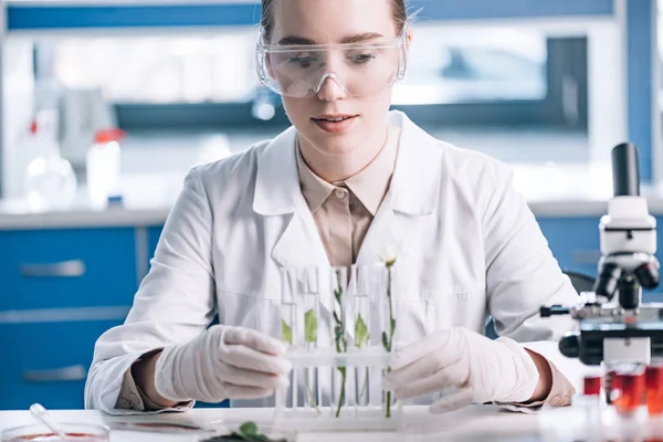 Foco seletivo de bioquímico atraente em óculos procurando um tubo de ensaio com pequenas plantas perto do microscópio — Fotografia de Stock