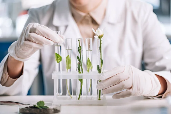 Cropped view of biochemist in latex gloves touching test tube with small plant — Stock Photo