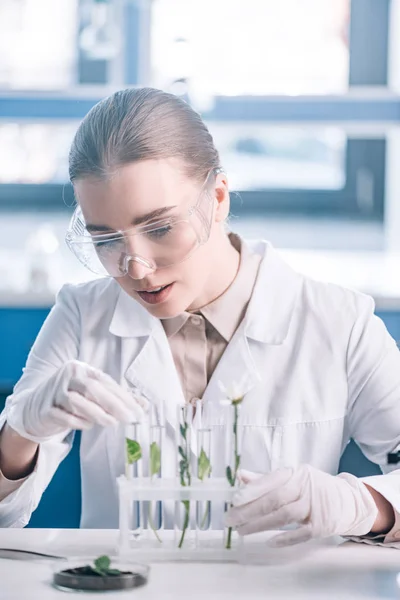 Foco seletivo do belo bioquímico em óculos procurando um tubo de ensaio com pequenas plantas perto do microscópio — Fotografia de Stock