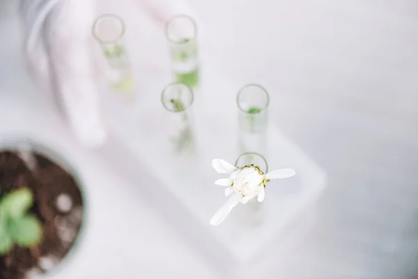 Top view of white flower in test tube near green leaves in laboratory — Stock Photo