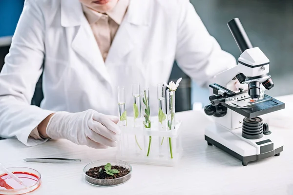 Vista ritagliata di biochimico vicino a piante verdi e fiore in provette — Foto stock