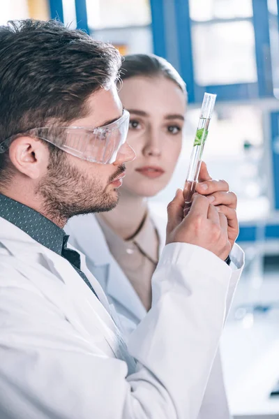 Foco seletivo do cientista barbudo em óculos olhando para tubo de ensaio com planta perto de colega de trabalho atraente — Fotografia de Stock