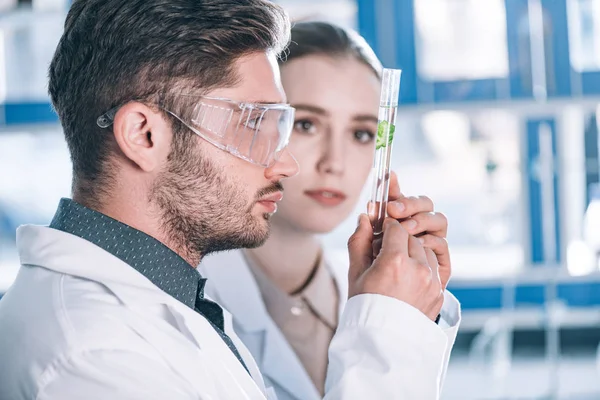 Selektiver Fokus eines gut aussehenden Wissenschaftlers in Brille, der auf Reagenzglas mit Pflanze in der Nähe schöner Mitarbeiter blickt — Stockfoto