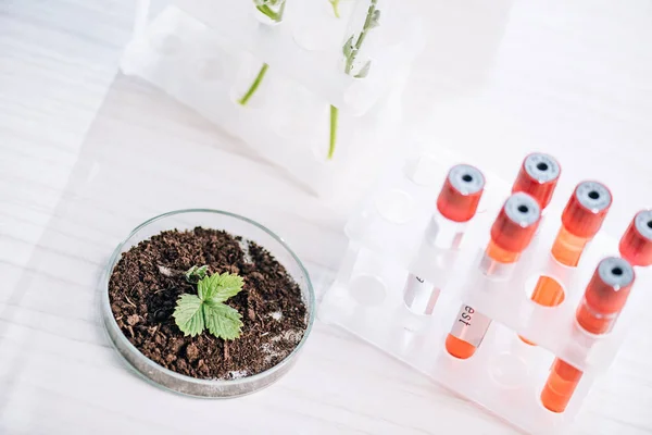 Foyer sélectif des feuilles vertes dans le sol près des éprouvettes rouges en laboratoire — Photo de stock