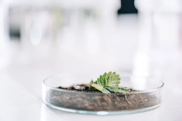 Foco seletivo do solo com planta pequena verde em laboratório — Fotografia de Stock