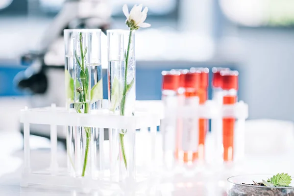 Selective focus of green leaves and flower in test tubes near samples in laboratory — Stock Photo