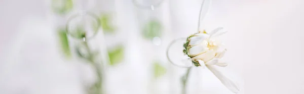 Tiro panorâmico de flor florescendo em tubo de ensaio em laboratório — Fotografia de Stock