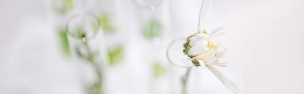 Plan panoramique de fleur en fleurs dans un tube à essai en laboratoire — Photo de stock