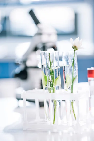 Selective focus of blooming flower near green leaves in test tubes — Stock Photo