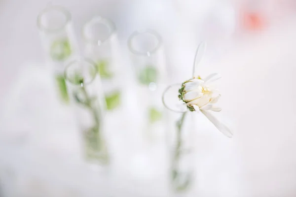 Foco seletivo da flor florescente no tubo de ensaio em laboratório — Fotografia de Stock