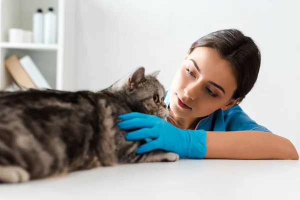 Atento veterinario examinar lindo escocés recta gato en mesa - foto de stock