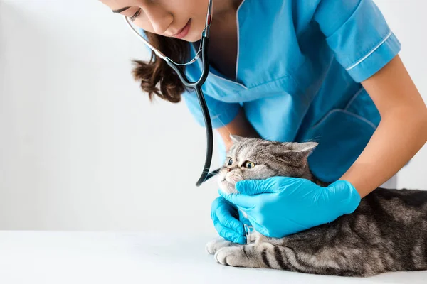 Attentive veterinarian examining tabby scottish straight cat with stethoscope — Stock Photo