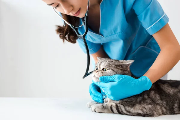 Veterinário atencioso examinando gato liso escocês tabby com estetoscópio — Fotografia de Stock