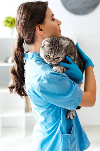 Молодий ветеринар тримає таббі шотландського прямого кота на руках — стокове фото