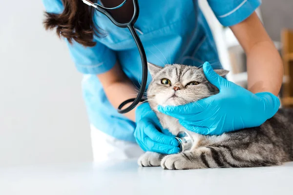 Visão cortada do veterinário examinando gato liso escocês tabby com estetoscópio — Fotografia de Stock