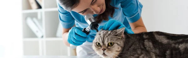 Panoramic shot of concentrated veterinarian examining ears of tabby scottish straight cat with otoscope — Stock Photo