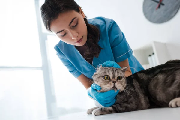 Attentive veterinarian examining tabby scottish straight cat on table — Stock Photo