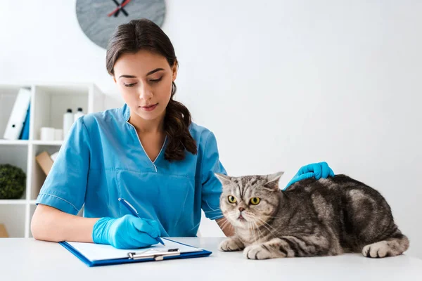 Attentif vétérinaire écriture sur presse-papiers près de tabby écossais chat droit — Photo de stock