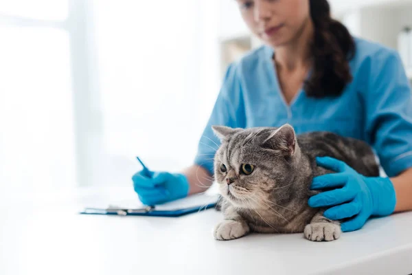 Selective focus of young veterinarian wiriting on clipboard near tabby scottish straight cat — Stock Photo