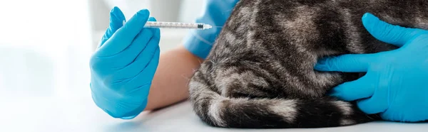 Vista parcial del veterinario que hace la inyección al gato gris tabby, plano panorámico - foto de stock