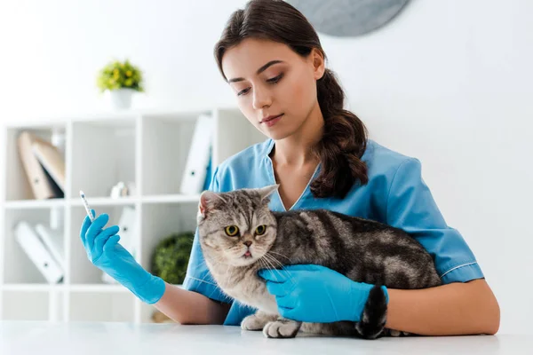 Attentive veterinarian holding syringe near tabby scottich straight cat — Stock Photo