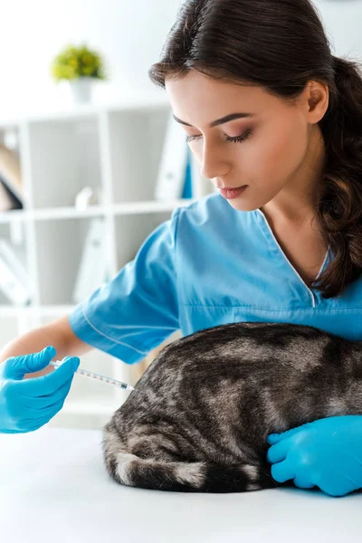Veterinário atencioso que faz a injeção no gato cinzento tabby — Fotografia de Stock