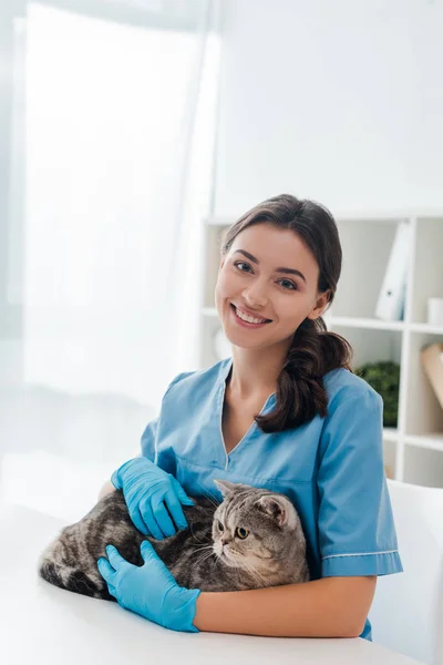 Giovane veterinario sorridente alla macchina fotografica mentre tiene tabby scozzese gatto dritto — Foto stock