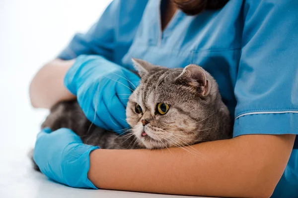 Vue partielle du jeune vétérinaire examen tabby écossais chat droit — Photo de stock