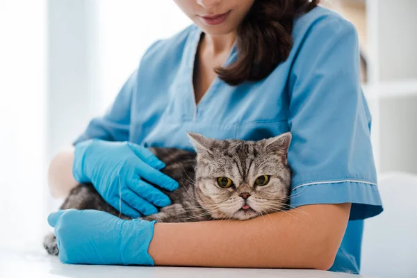 Vista recortada de veterinario joven examinando tabby gato hetero escocés - foto de stock