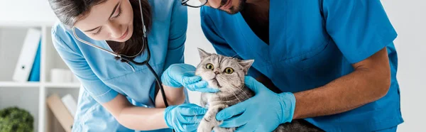 Panoramaaufnahme zweier aufmerksamer Tierärzte bei der Untersuchung der niedlichen schottischen Heterokatze mit Stethoskop — Stockfoto