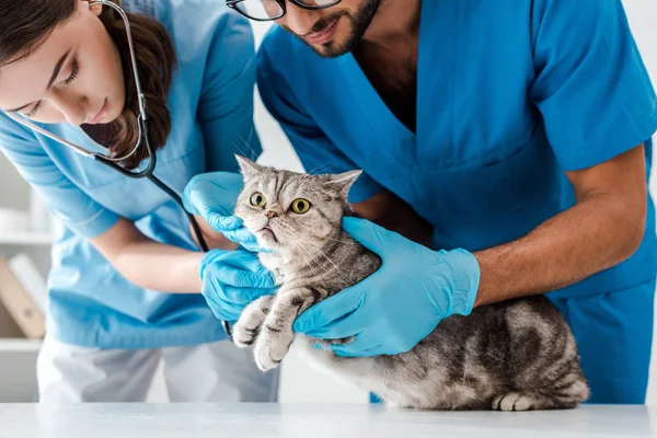 Дві уважні ветеринари вивчають милого шотландського прямого кота зі стетоскопом — стокове фото
