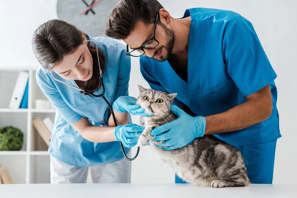 Two young veterinarians examining cute scottish straight cat with stethoscope — Stock Photo