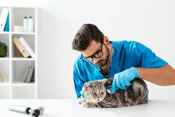 Veterinário concentrado examinando gato liso escocês tabby com estetoscópio — Fotografia de Stock