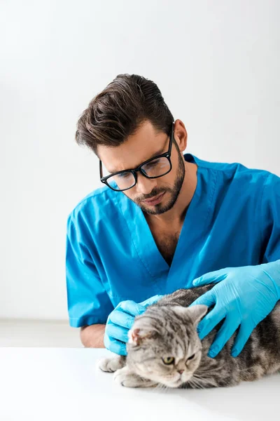 Veterinário atencioso examinando gato liso escocês tabby na mesa — Fotografia de Stock