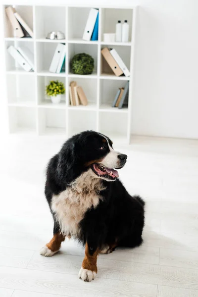 Lindo perro de montaña bernés sentado en el suelo en la clínica veterinaria - foto de stock
