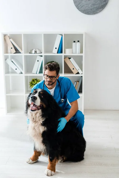 Jovem, veterinário atencioso tocando bonito cão de montanha bernese sentado no chão — Fotografia de Stock