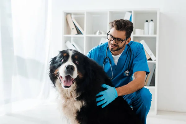 Giovane, veterinario sorridente esaminando carino cane di montagna bernese — Foto stock