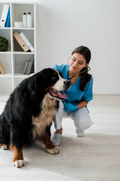 Positiver, aufmerksamer Tierarzt untersucht Berner Sennenhund mit Stethoskop — Stockfoto