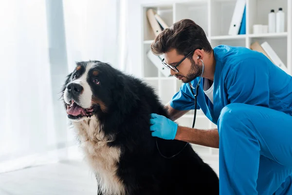 Veterinário atencioso examinando berner sennenhund cão com estetoscópio — Fotografia de Stock