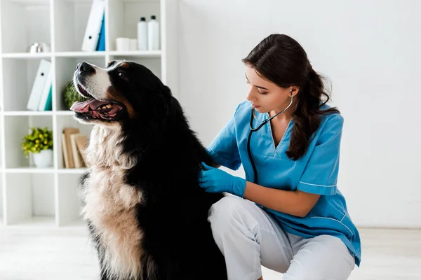 Young, attentive veterinarian examining back of bernese mountain dog — Stock Photo