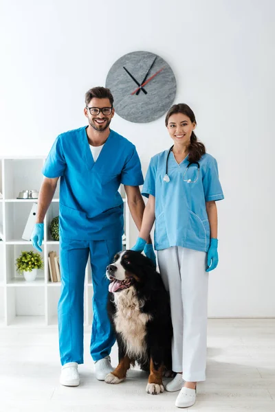 Dos veterinarios sonrientes mirando a la cámara mientras están cerca de lindo perro de montaña bernés - foto de stock