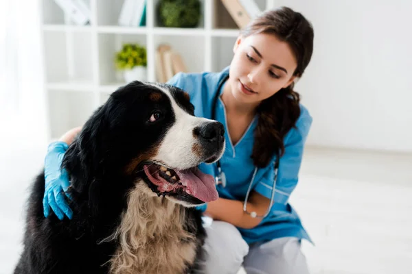 Hübscher, aufmerksamer Tierarzt untersucht Berner Sennenhund — Stockfoto