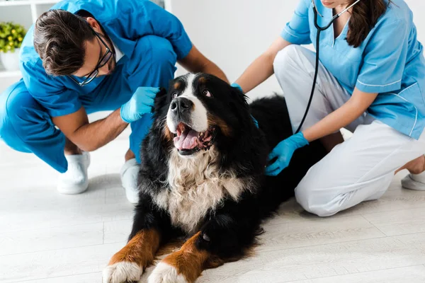 Dos jóvenes veterinarios examinando bernese perro de montaña acostado en el suelo - foto de stock