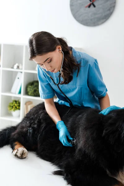 Concentrated veterinarian examining berner sennenhund dog lying on table — Stock Photo