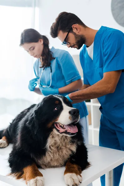Избирательный фокус внимательного ветеринара, осматривающего горного пса Бернеса рядом с коллегой — стоковое фото