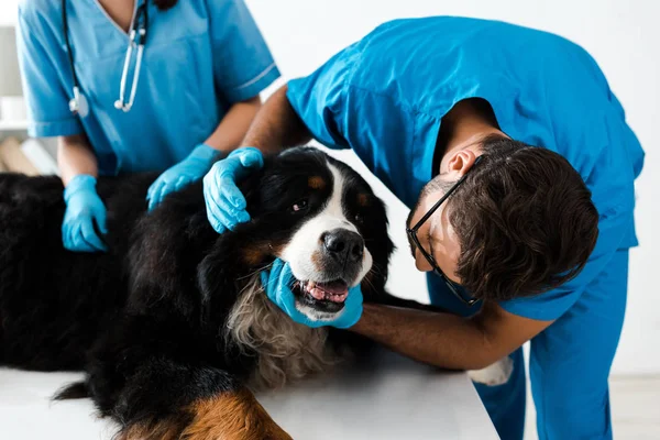 Attentive veterinarian examining head of bernese mountain dog near colleague — Stock Photo