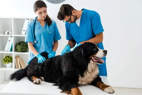 Two attentive veterinarians examining bernese mountain dog lying on table — Stock Photo