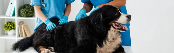 Vista recortada de dos veterinarios examinando perro de montaña bernés acostado en la mesa, tiro panorámico - foto de stock