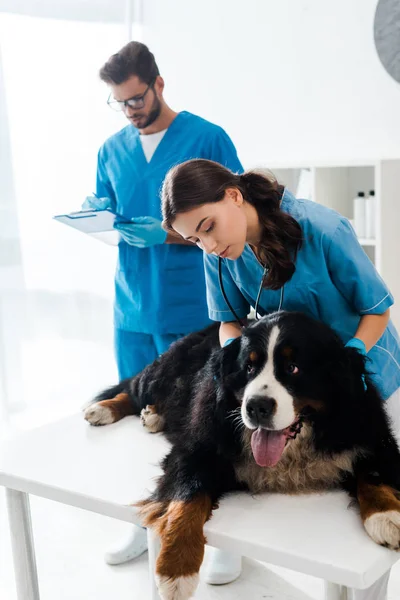 Внимательный ветеринар осматривает горную собаку Бернеза, пока коллега пишет диагноз — стоковое фото